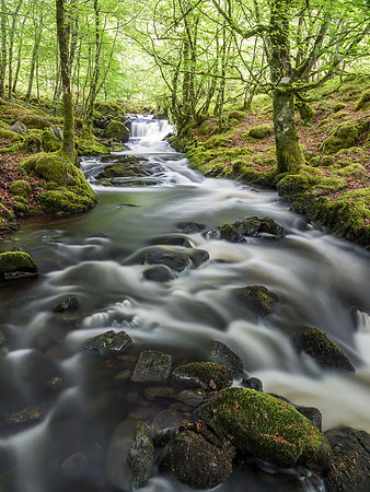 Woodland Stream