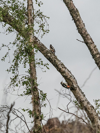 Greater Spotted Woodpecker (Dendrocopos major)