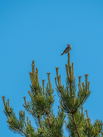 Meadow Pipit