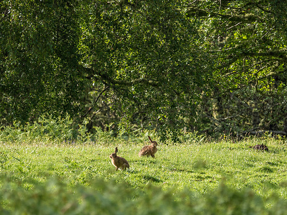 Hare (Lepus europaeus)