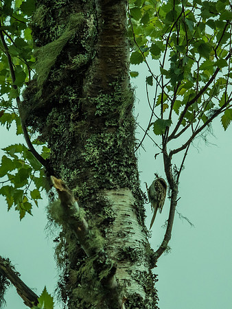Treecreeper (Certhia familiaris)