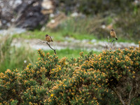 Stonechat (Saxicola torquata)