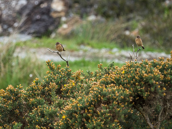 Stonechat (Saxicola torquata)
