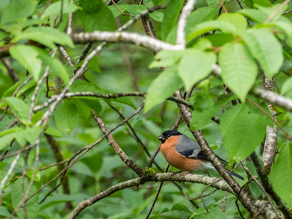 Bullfinch (Pyrrhula pyrrhula)