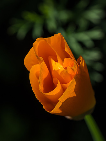 Garden Flowers