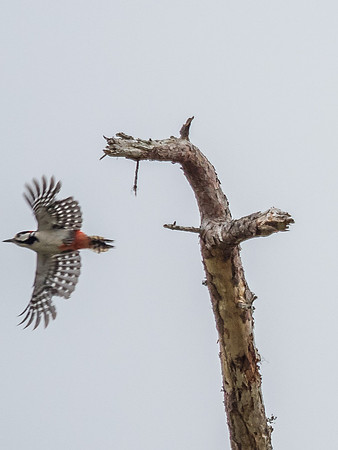 Greater Spotted Woodpecker (Dendrocopos major)