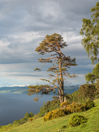 Loch Ness from Borlum Wood