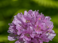 Garden Flowers