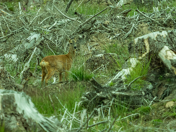 Roe Deer (Capreolus capreolus)