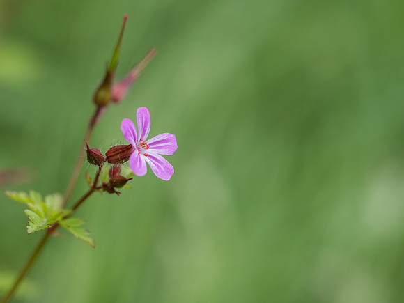 Woodland Flowers