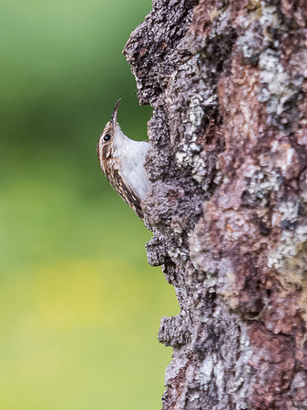 Treecreeper (Certhia familiaris)