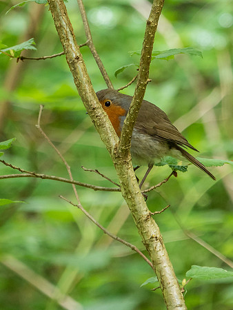 Robin (Erithacus rubecula)