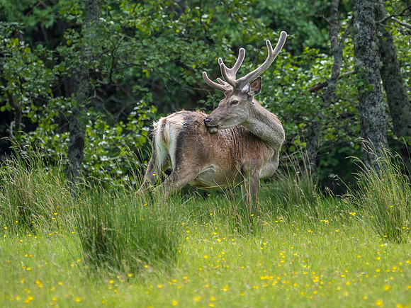 20170618-Strath Conon-EM521066