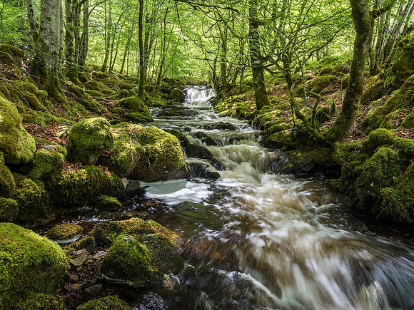 Woodland Stream