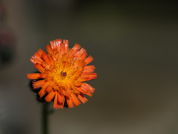 Garden Flowers