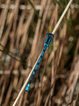 Common Blue Damselfly (Male)