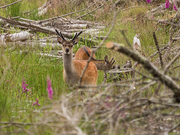 Sika Deer (Cervus nippon)