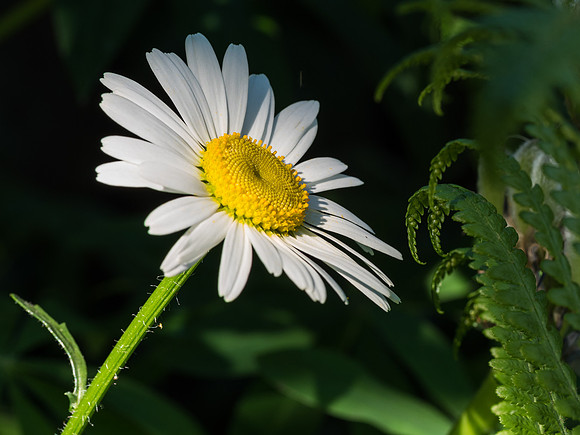 Garden Flowers