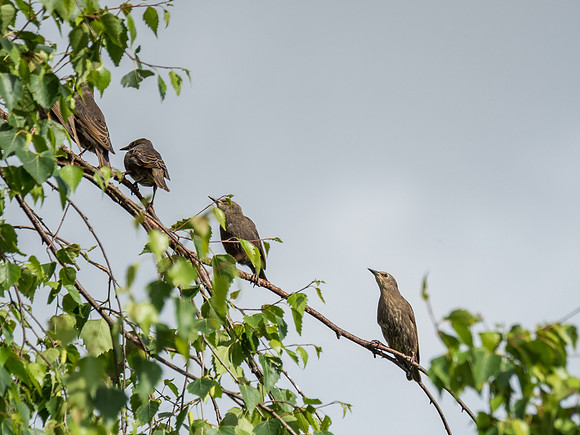 Baby Starlings (Sturnus vulgaris)