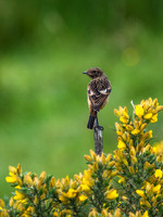 Stonechat (Saxicola torquata)