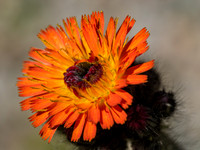 Garden Flowers