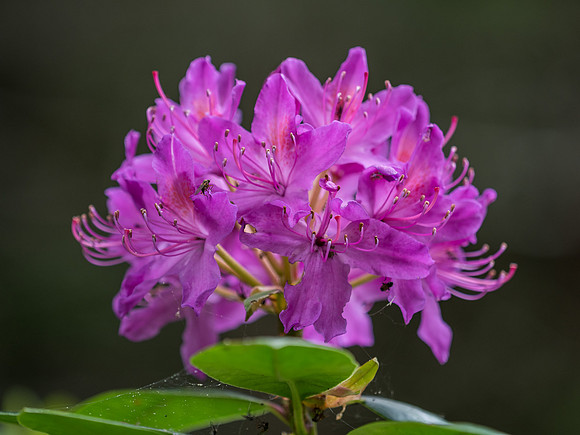 Rhododendron