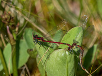 Large Red Damselflies (Pyrrhosoma nymphula)