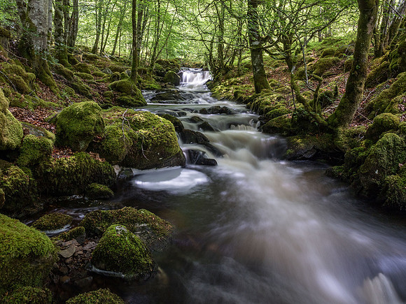 Woodland Stream