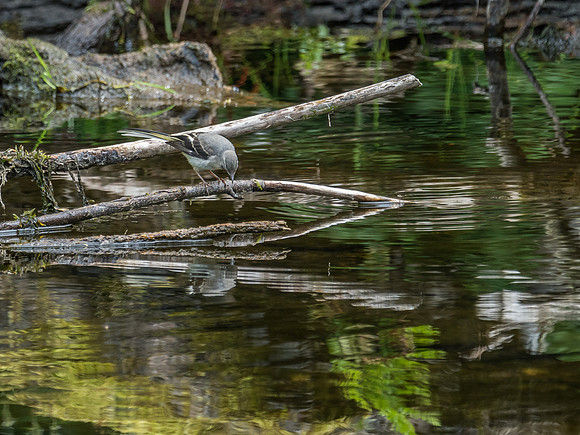 Grey Wagtail (Motacilla cinerea)