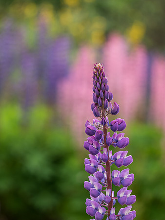 Woodland Flowers