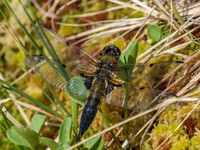 Four-spotted Chaser (Libellula quadrimaculata)