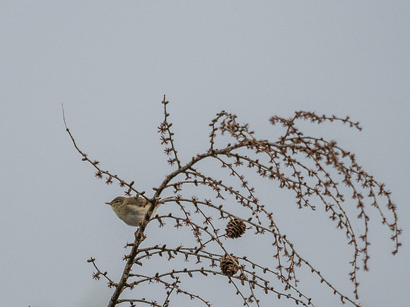 Mystery Bird in the Pine Tree