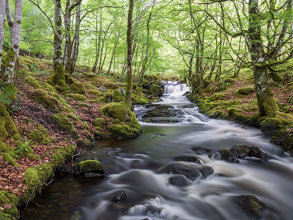 Woodland Stream