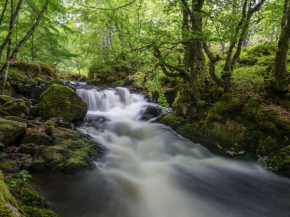Woodland Stream