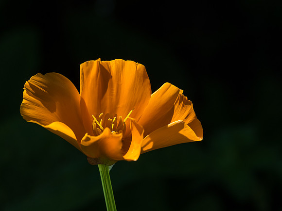 Garden Flowers