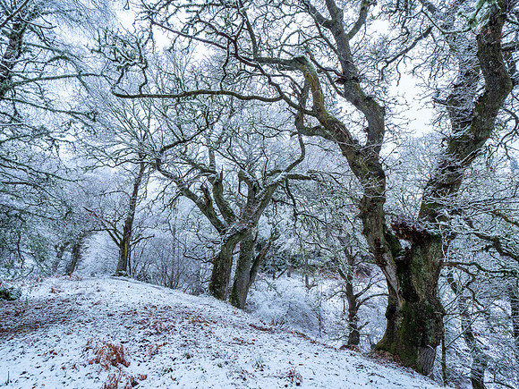 Snowy Woodland