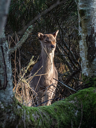 Young Sika Deer