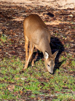 Roe Deer