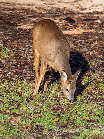 Roe Deer