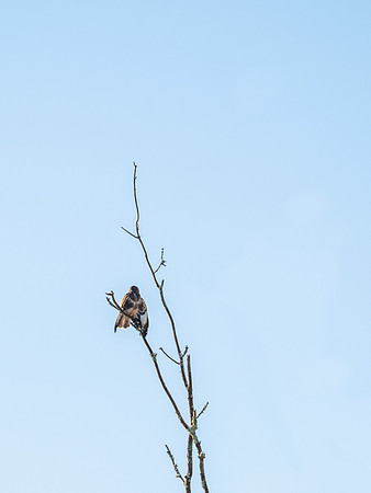 20210112-Balmacaan-EM125533