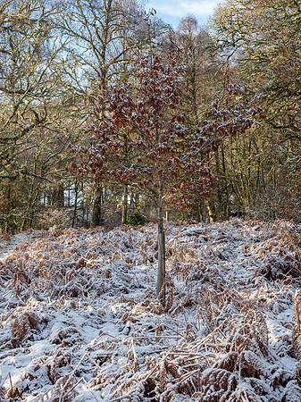 Winter Woodland