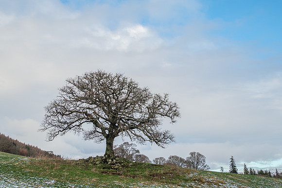 20210101-Balmacaan Farm-EM522822