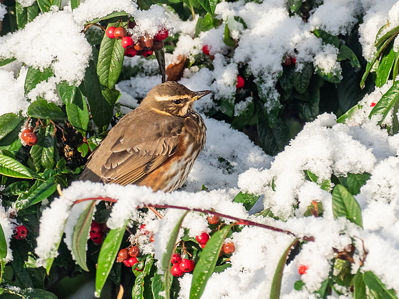 Redwing (Turdus iliacus)