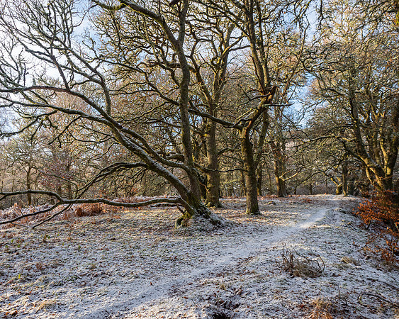 Winter Woodland