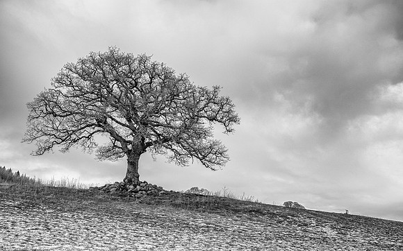 Lone Tree