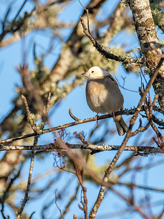 Strange Bird
