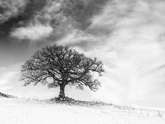 Winter Woodland