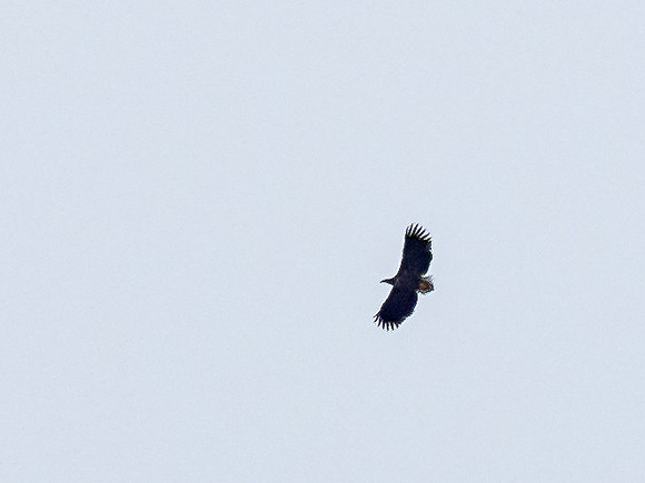 White Tailed Eagle (Haliaeetus albicilla)