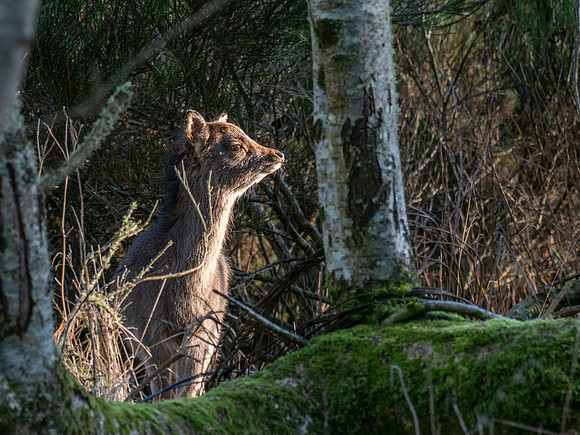 Young Sika Deer