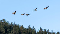 20210131-Balmacaan and Dhivach-EM126147-Edit
